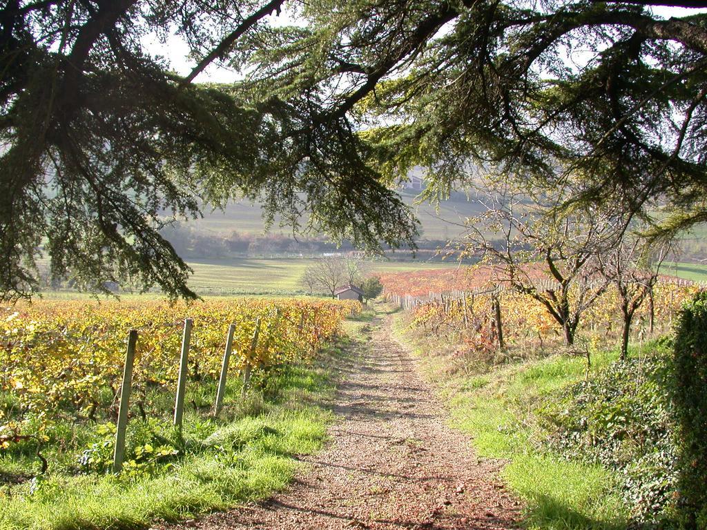 Conzano Tenuta San Rocco المظهر الخارجي الصورة